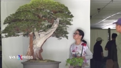 Triển lãm Bonsai ở Little Saigon