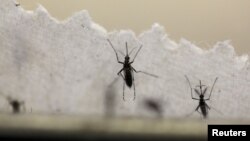 Virus Zika được cho là lây truyền qua muỗi.