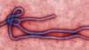 Virut Ebola (Ảnh của Trung tâm Kiểm soát và Phòng ngừa Dịch bệnh của Hoa Kỳ)