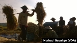 Ruộng lúa tại tỉnh Yogyakarta, Indonesia.